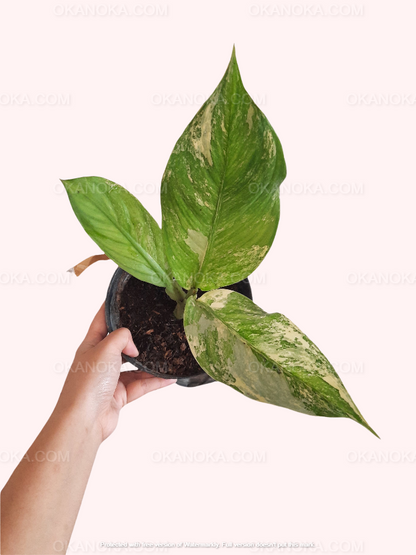 Dieffenbachia Variegated