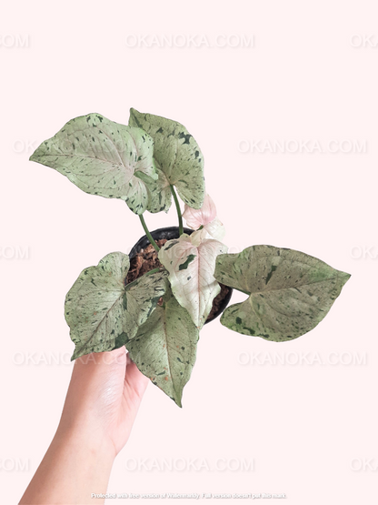 Syngonium Green Splash a.k.a. Grey Ghost