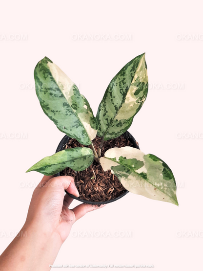 aglaonema commutatum variegated