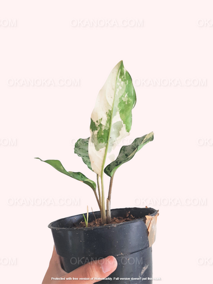 aglaonema commutatum variegated