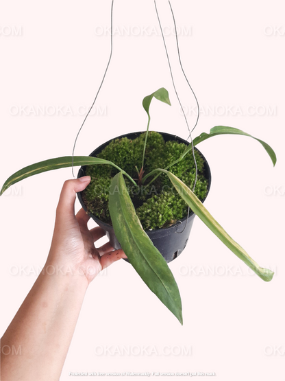 anthurium vittarifolium variegated care Anthurium Vittarifolium Variegated – Okanoka