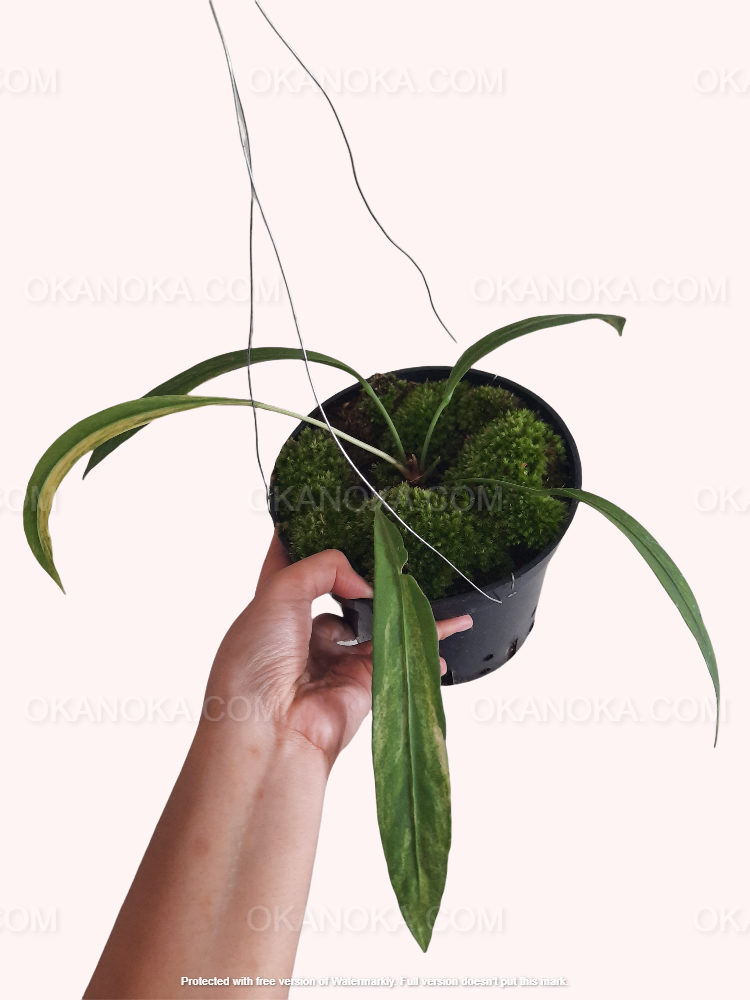 anthurium vittarifolium hybrid Anthurium Vittarifolium Variegated