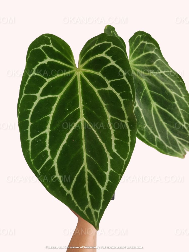 anthurium plants for sale in trinidad Anthurium Crystallinum Hybrid – Okanoka