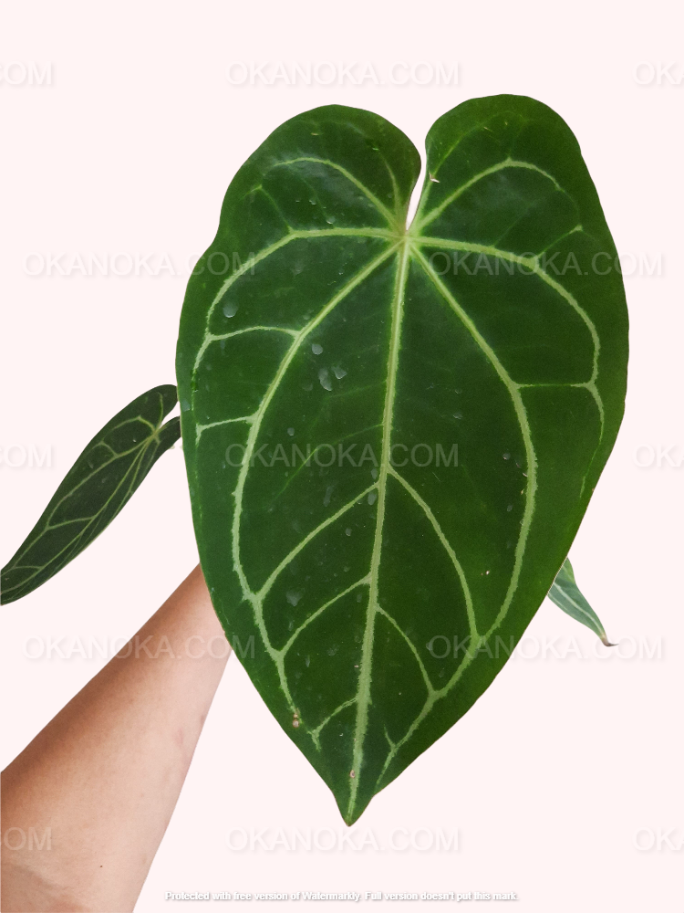 caring for an anthurium magnificum Anthurium Magnificum – Okanoka