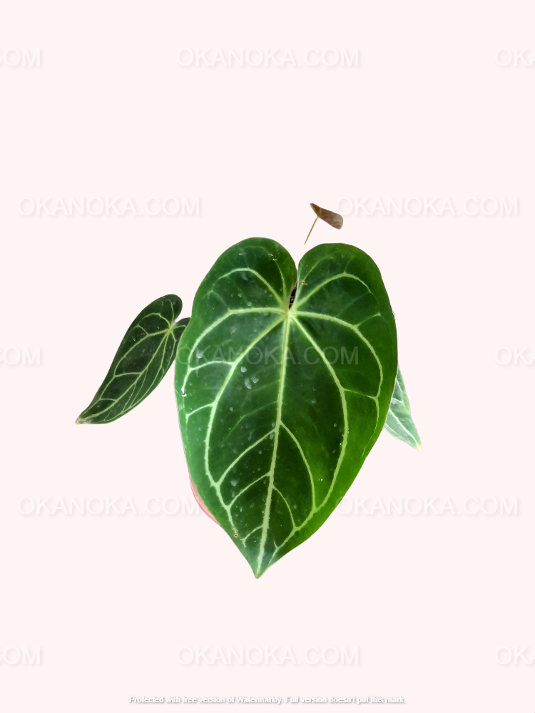 anthurium magnificum cuidados anturio magnífico