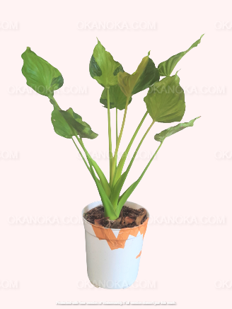 Alocasia Cucullata Variegated Giant, Alocasia Amazonica, live plants, rare plants, live alocasia, rare alocasia, outdoor plants, indoor plants, houseplants, jungle plants, forest plants, urban plants, plants make people happy, plants make me happy, plants, plant lovers, alocasia club, alocasia lovers