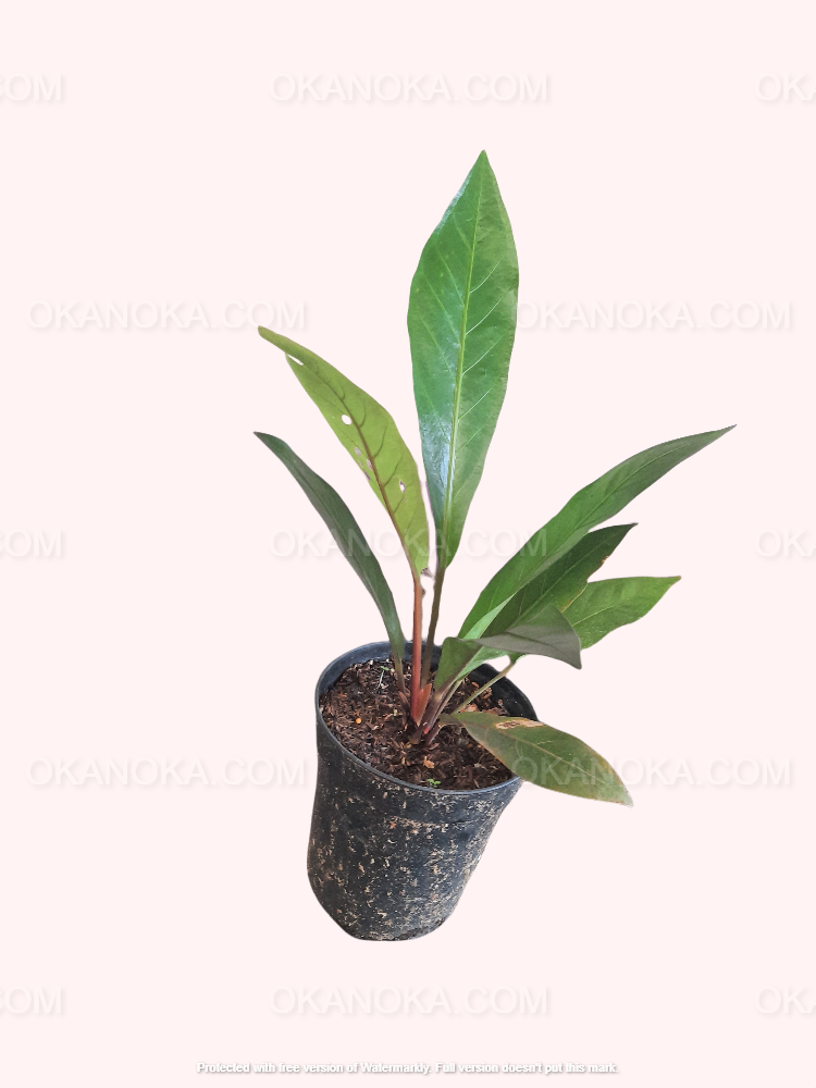 anthurium ring of fire Anthurium Hookeri Black – Okanoka