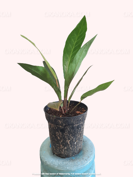 black anthurium plant Anthurium Hookeri Black – Okanoka