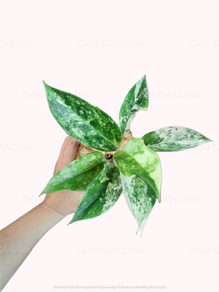 aglaonema pink jade Aglaonema sp. 'Siam Jade' Variegated (wk1-D)