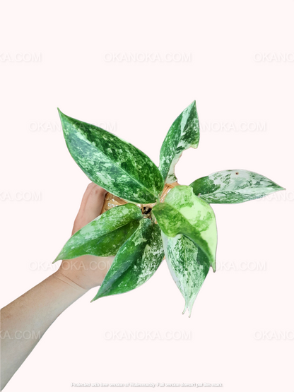 Aglaonema Siam Jade,Aglaonema Kochin Pink, live plants, rare plants, live aglaonema, rare aglaonema, aglaonema commutatum, live aglaonema commutatum variegated, variegated aglaonema plants, live variegated plants, outdoor plants, indoor plants, houseplants, jungle plants, tropical plants, forest plants, spring plants, cheap plants, aglaonema snow white, aglaonema snowhite, live aglaonema white plants,aglaonema pink plants