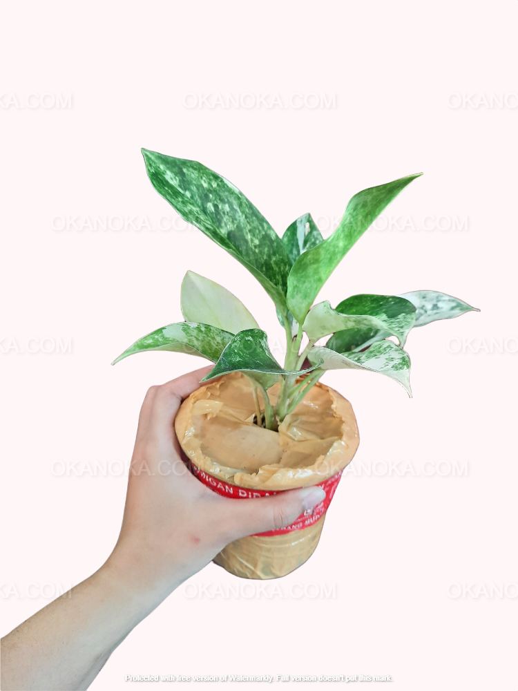 aglaonema siam jade Aglaonema sp. 'Siam Jade' Variegated (wk1-D)