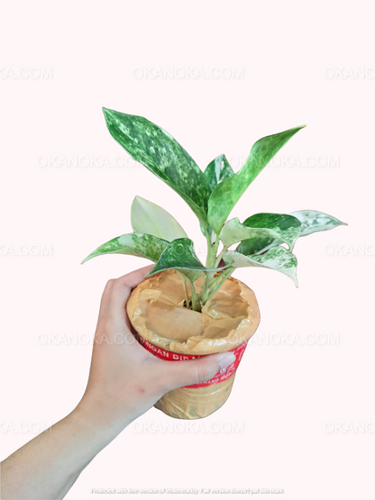 Aglaonema Siam Jade, Aglaonema Kochin Pink, live plants, rare plants, live aglaonema, rare aglaonema, aglaonema commutatum, live aglaonema commutatum variegated, variegated aglaonema plants, live variegated plants, outdoor plants, indoor plants, houseplants, jungle plants, tropical plants, forest plants, spring plants, cheap plants, aglaonema snow white, aglaonema snowhite, live aglaonema white plants,aglaonema pink plants