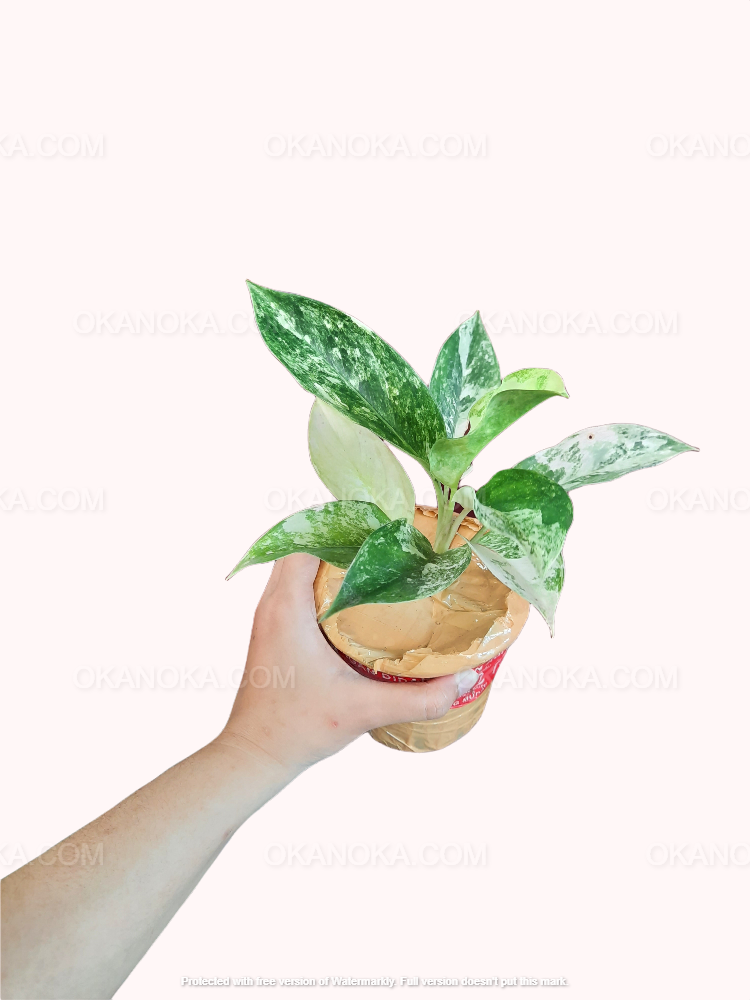 aglaonema pink jade Aglaonema sp. 'Siam Jade' Variegated (wk1-D)