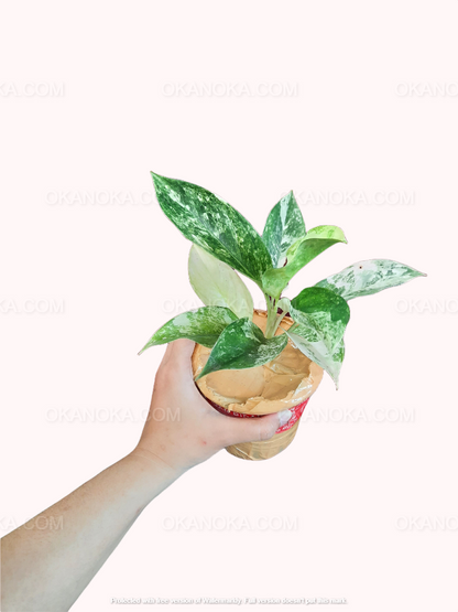 Aglaonema Siam Jade, Aglaonema Kochin Pink, live plants, rare plants, live aglaonema, rare aglaonema, aglaonema commutatum, live aglaonema commutatum variegated, variegated aglaonema plants, live variegated plants, outdoor plants, indoor plants, houseplants, jungle plants, tropical plants, forest plants, spring plants, cheap plants, aglaonema snow white, aglaonema snowhite, live aglaonema white plants,aglaonema pink plants