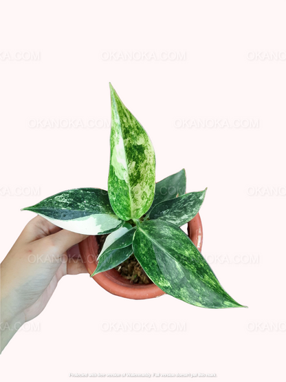 Aglaonema Siam Jade, Aglaonema Kochin Pink, live plants, rare plants, live aglaonema, rare aglaonema, aglaonema commutatum, live aglaonema commutatum variegated, variegated aglaonema plants, live variegated plants, outdoor plants, indoor plants, houseplants, jungle plants, tropical plants, forest plants, spring plants, cheap plants, aglaonema snow white, aglaonema snowhite, live aglaonema white plants,aglaonema pink plants