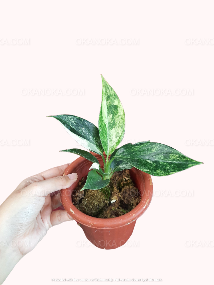 aglaonema pink jade Aglaonema sp. 'Siam Jade' Variegated (wk1-D)