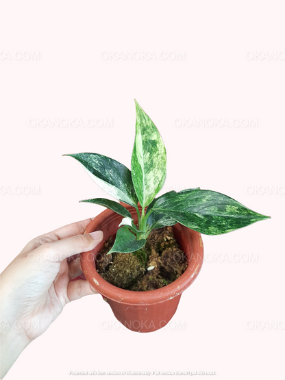 Aglaonema Siam Jade, Aglaonema Kochin Pink, live plants, rare plants, live aglaonema, rare aglaonema, aglaonema commutatum, live aglaonema commutatum variegated, variegated aglaonema plants, live variegated plants, outdoor plants, indoor plants, houseplants, jungle plants, tropical plants, forest plants, spring plants, cheap plants, aglaonema snow white, aglaonema snowhite, live aglaonema white plants,aglaonema pink plants