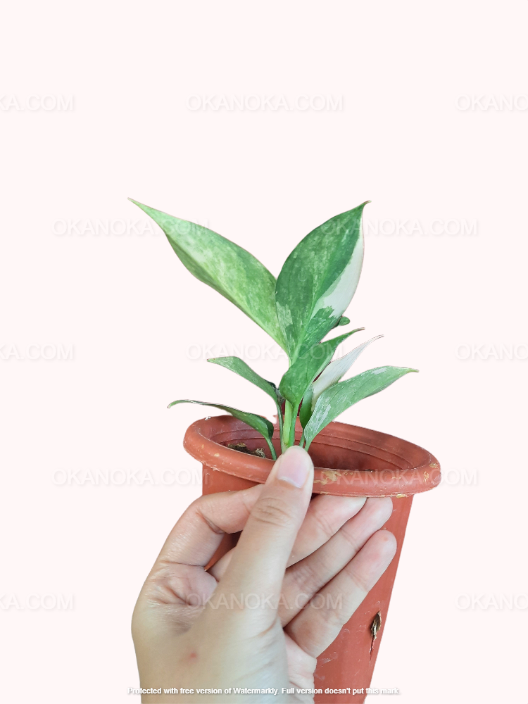 aglaonema pink jade Aglaonema sp. 'Siam Jade' Variegated (wk1-D)
