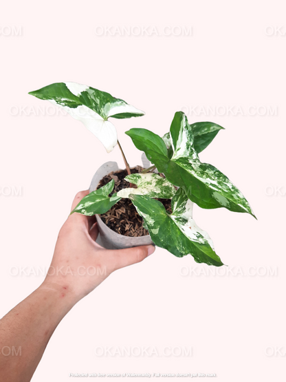 Syngonium Albo Variegated, live syngonium Albo Variegated, live syngonium Albo Variegated  plant, syngonium Albo Variegated plants, live syngonium Albo Variegated green, rare syngonium Albo Variegated plants, rare syngonium Albo Variegated, popular syngonium Albo Variegated, tropical syngonium Albo Variegated, tropical syngonium Albo Variegated plants, indoor plant, outdoor