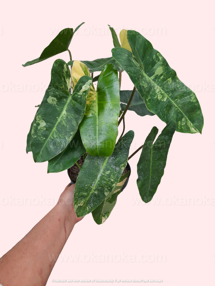 Philodendron Burlemarx Variegated Medium