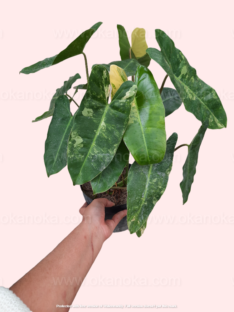 Philodendron Burlemarx Variegated Medium