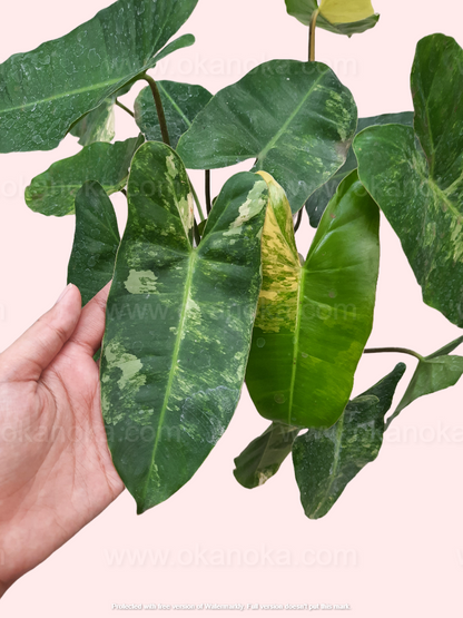 Philodendron Burlemarx Variegated Medium