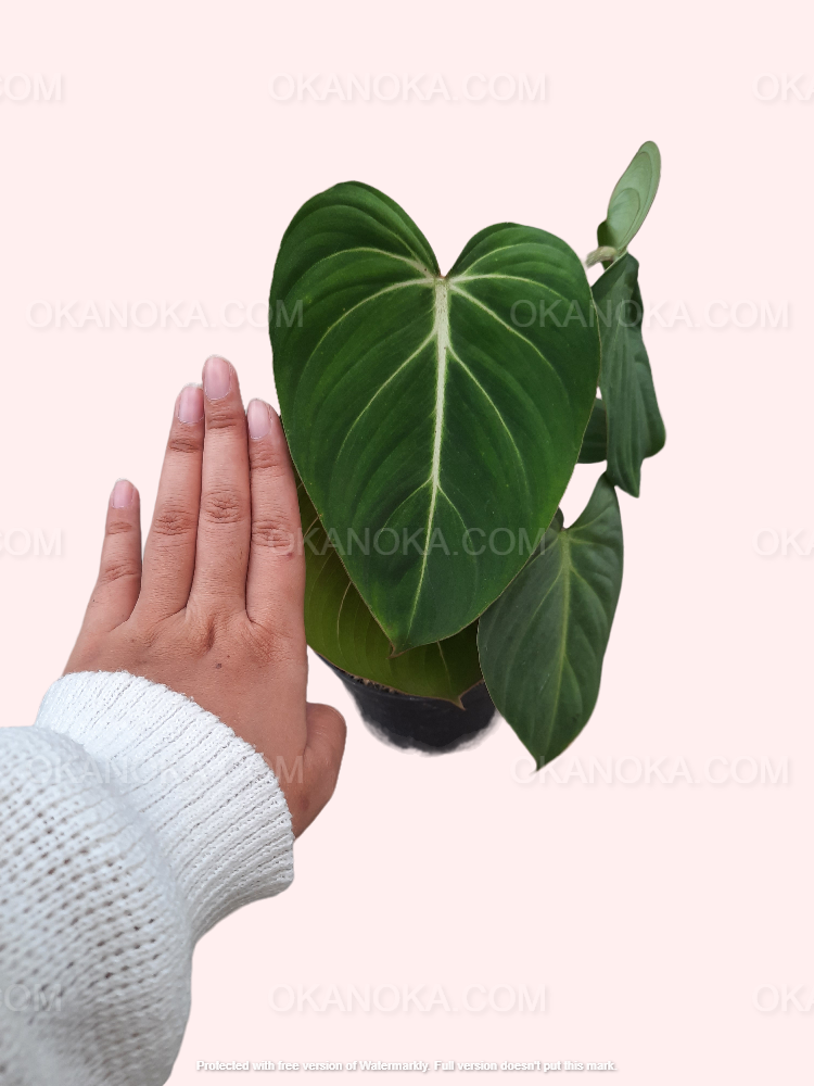 philodendron gloriosum crawler or climber Philodendron Gloriosum Large Live Plant Wholesale – Okanoka