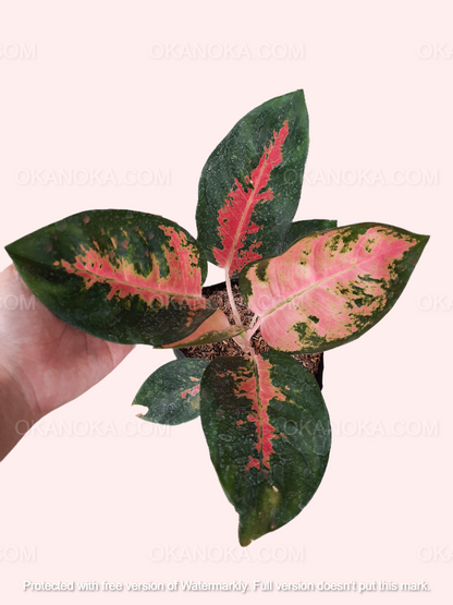 aglaonema pink moon köpa Aglaonema Kochin Pink – Okanoka