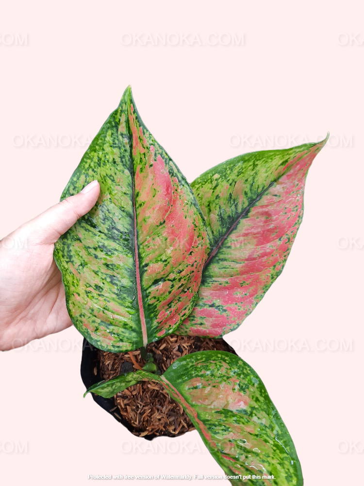 aglaonema heng heng Aglaonema Heng Heng