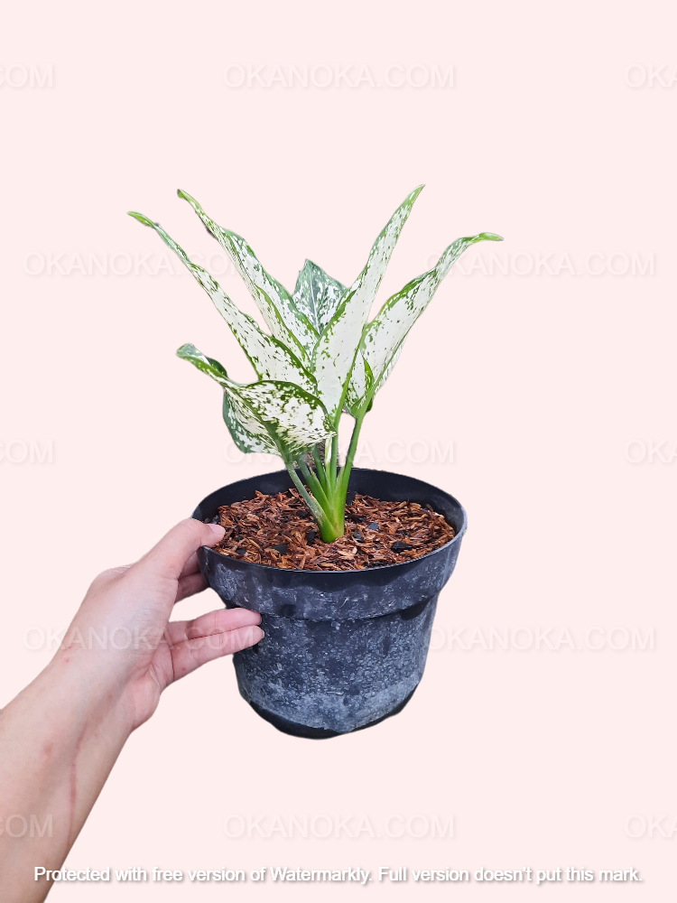 aglaonema blancanieves Aglaonema Blancanieves