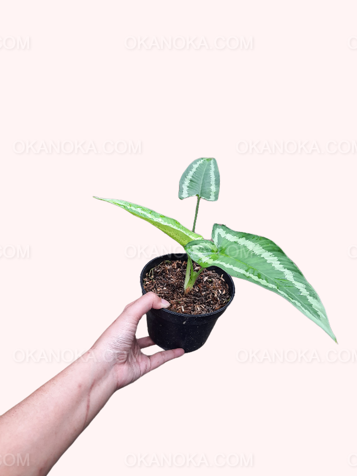 philodendron wallichii Schismatoglottis Wallichii – Okanoka