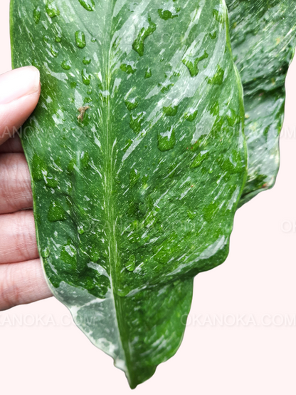 Spathiphyllum Peace Lily Domino Variegated