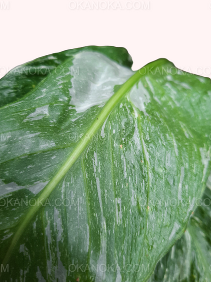 Spathiphyllum Peace Lily Domino Variegated