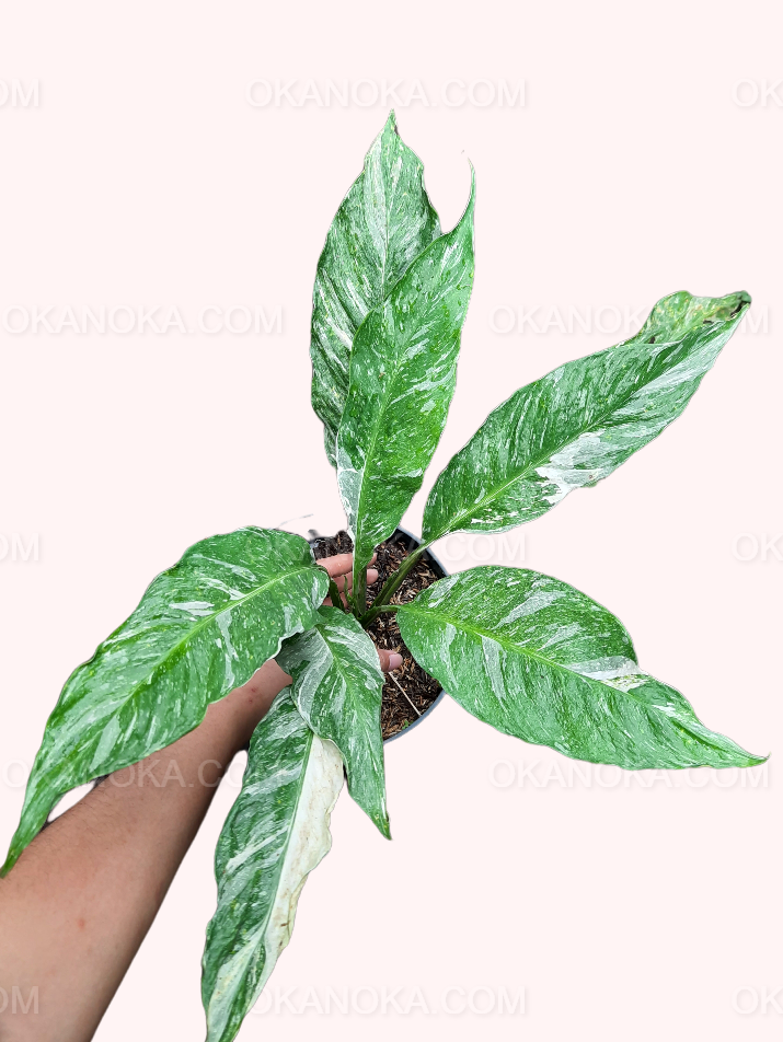 spathiphyllum diamond peace lily variegated Spathiphyllum Peace Lily Domino Variegated – Okanoka