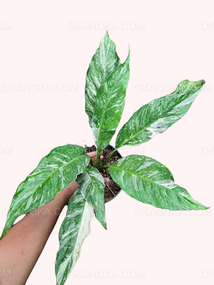 Spathiphyllum Peace Lily Domino Variegated