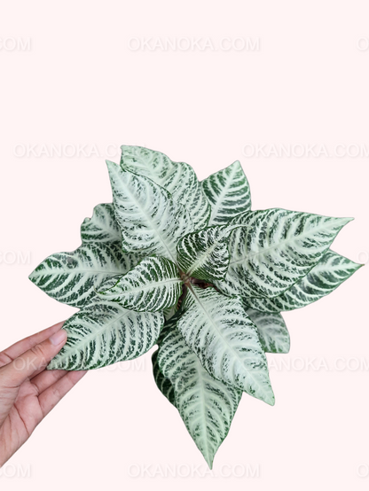 Aphelandra Squarrosa Snow White