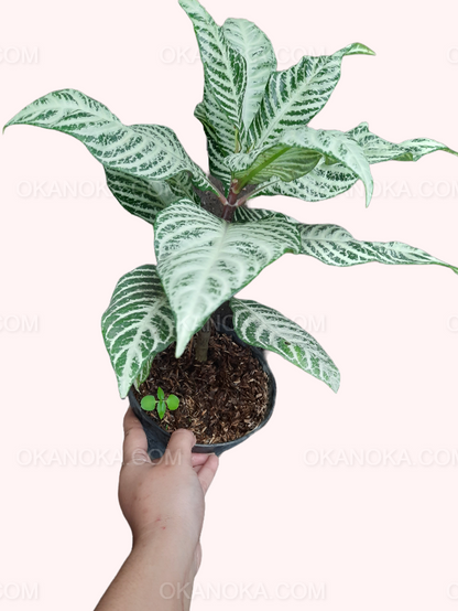 Aphelandra Squarrosa Snow White