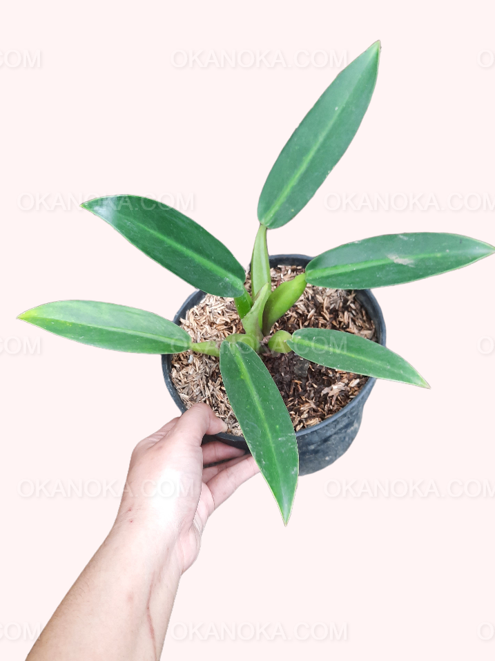 Philodendron Martianum