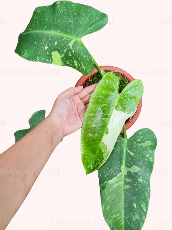 philodendron jose buono for sale Philodendron Jose Buono – Okanoka