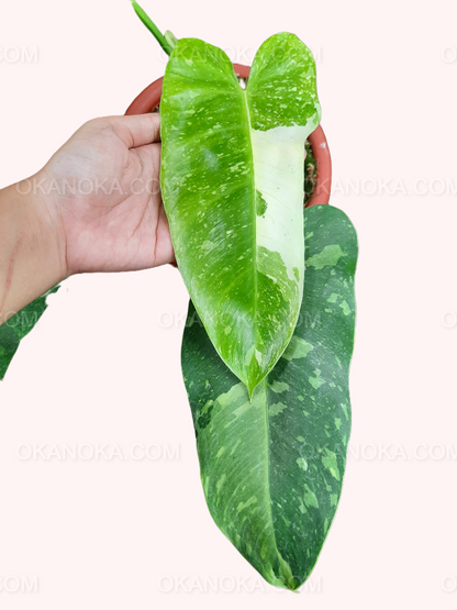 Philodendron Jose Buono