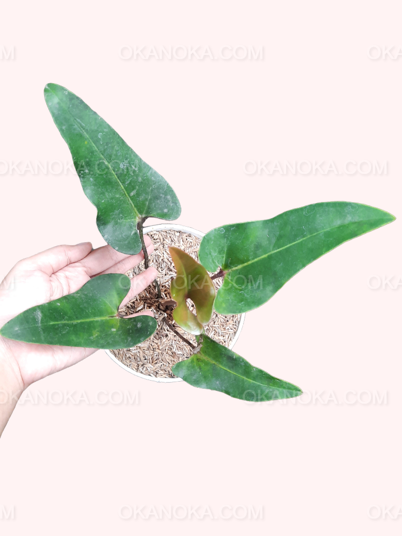 anthurium mexicanum Anthurium Cerrobaulense