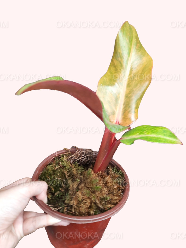 orange marmalade philodendron care Philodendron Orange Marmalade – Okanoka