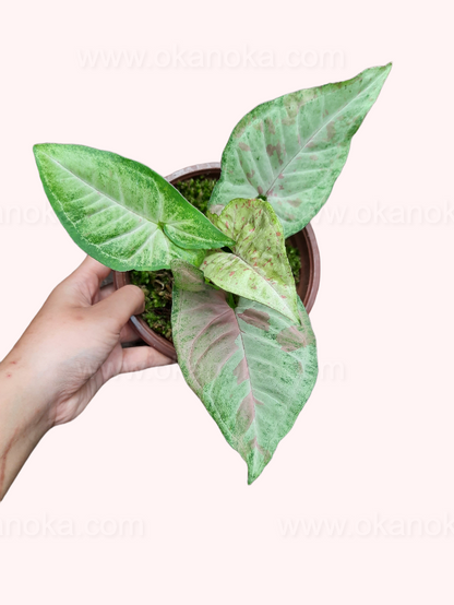 Syngonium Confetti