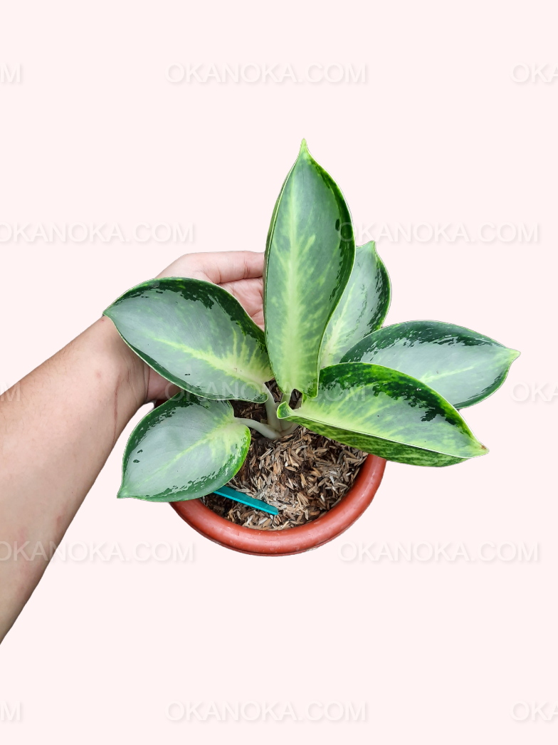green leaf aglaonema Aglaonema Green Bowl – Okanoka