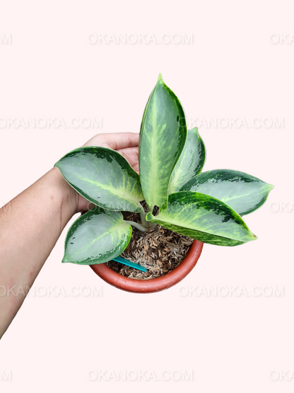 Aglaonema Green Bowl