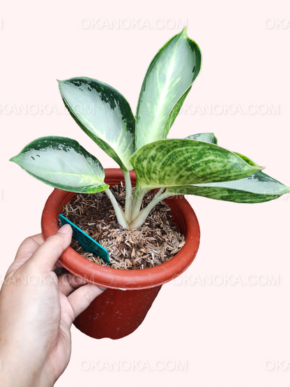 Aglaonema Green Bowl