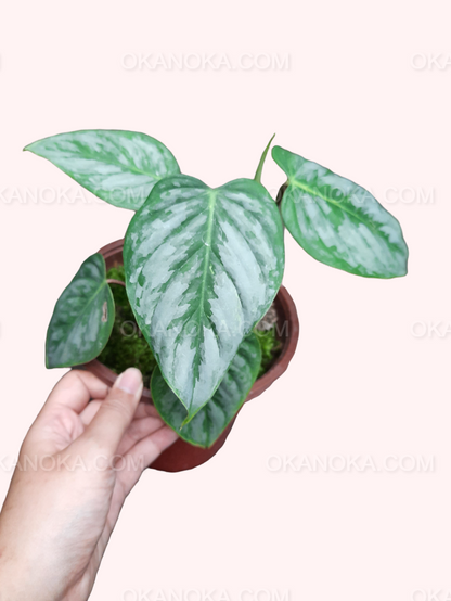 Philodendron Sodiroi