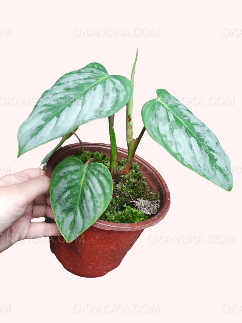 philodendron sodiroi for sale Philodendron Sodiroi – Okanoka