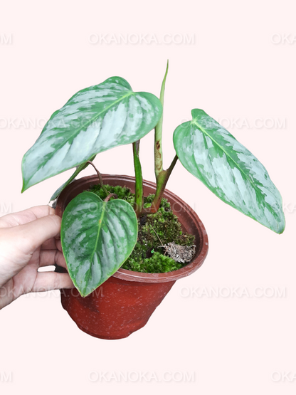 Philodendron Sodiroi