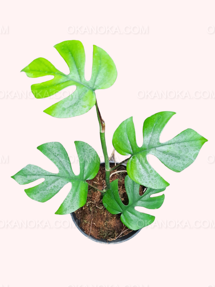 monstera ginny vs deliciosa Rhaphidophora Tetrasperma, Monstera Ginny, Monstera Minima, Mini Monstera